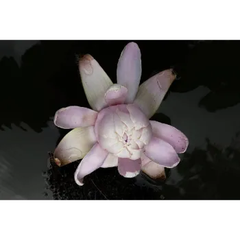 Fresh Lotus Flower